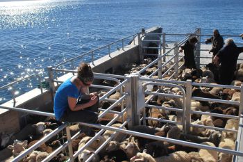 Barging sheep