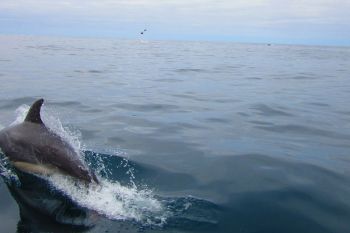 Dolfins